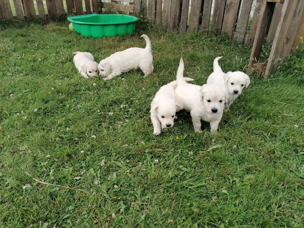 chiots golden retriever