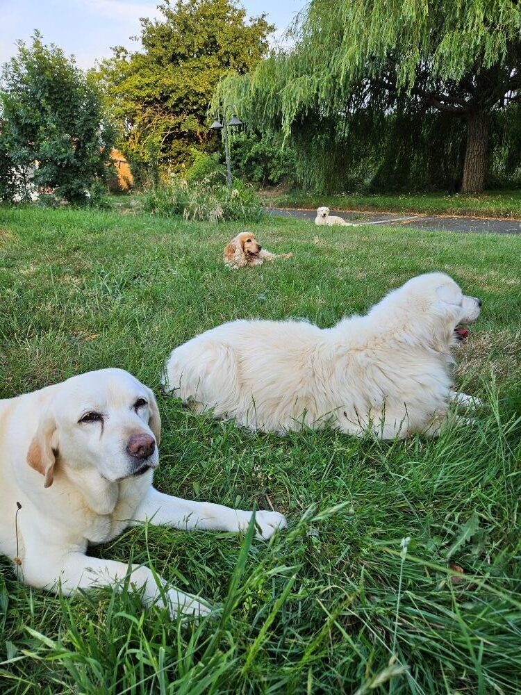 4 chiens couchés sur l'heure