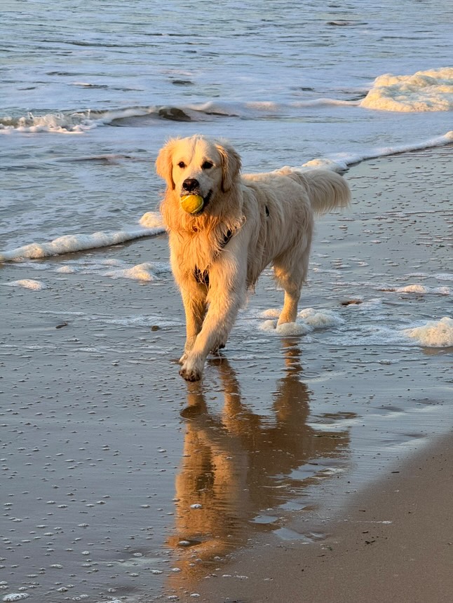 golden retriever